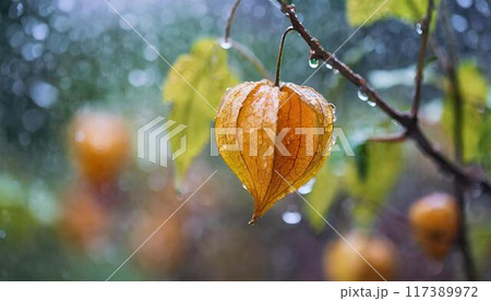 雨に濡れたほおずき 117389972
