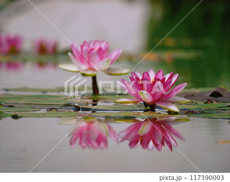 Pink water lily in a pond reflected in water. Lotus blossom in botanical garden. Nymphaea Pygmaea Attraction Paul Heriot side view 117390003