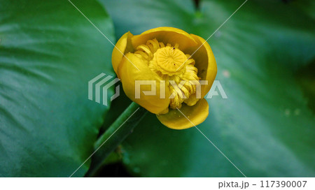 Nuphar Lutea Brandy Bottle yellow water lily in a pond top view 117390007