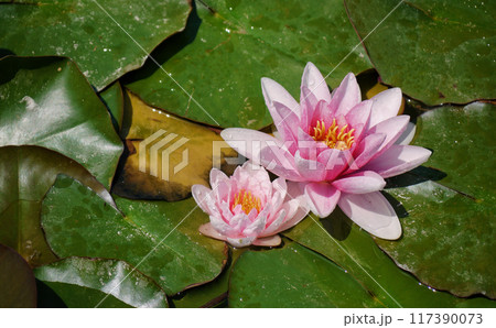 Pink water lily in a pond. Lotus blossom in botanical garden. Nymphaea Pygmaea Attraction Paul Heriot top view 117390073
