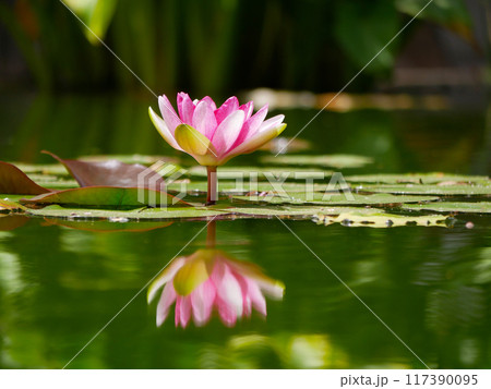 Pink water lily in a pond reflected in water. Lotus blossom in botanical garden. Nymphaea Pygmaea Attraction Paul Heriot side view 117390095