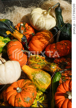 colorful gourds and pumpkins in various shapes and sizes, resting on a bed of straw, autumn harvest colorful gourds and pumpkins in various shapes and sizes, resting on a bed of straw, autumn harvest 117390200