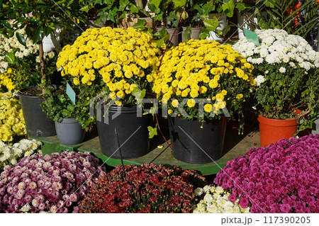various chrysanthemum plants in full bloom, featuring yellow, white, and purple flowers in pots arranged on a garden bench 117390205