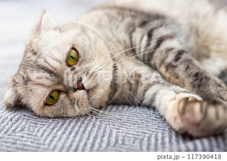 Gray scottish fold posing on gray couch 117390418