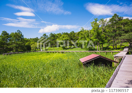 女神湖 湿原の遊歩道 女神湖 湿原の遊歩道 117390557