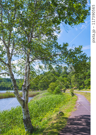 蓼科　女神湖畔の遊歩道 117390565
