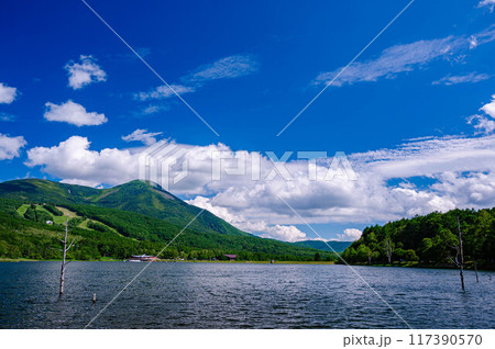夏の女神湖と蓼科山 117390570