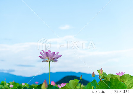 青空に一輪だけ他よりも背が高く咲いた蓮の花と奥に聳える畝傍山 117391326