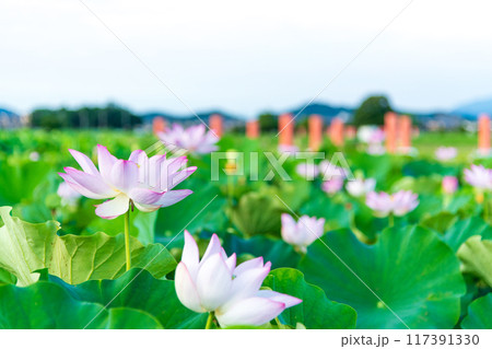 藤原京の蓮池に咲く蓮の花 藤原京の蓮池に咲く蓮の花 117391330