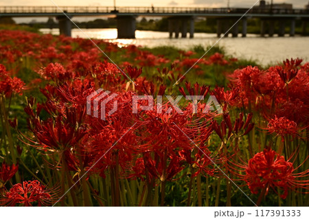川沿いに咲く彼岸花 川沿いに咲く彼岸花 117391333