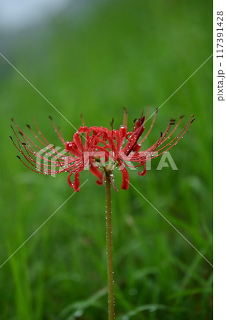 秋の野原に咲く彼岸花 117391428