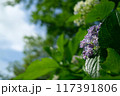 夏の日差しを受けるオタフクアジサイ 117391806