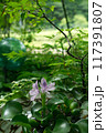 夏の日差しで開花したホテイアオイ 117391807