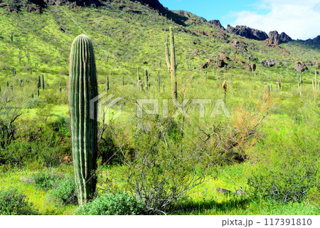Sonora Desert Arizona Picacho Peak State Park Sonora Desert Arizona Picacho Peak State Park 117391810