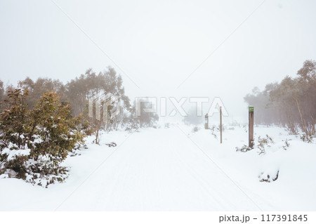 Family Snowshoeing and snow landscape at Lake Mountain Australia Family Snowshoeing and snow landscape at Lake Mountain Australia 117391845