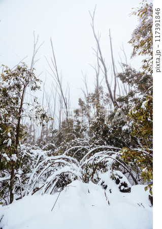 Family Snowshoeing and snow landscape at Lake Mountain Australia Family Snowshoeing and snow landscape at Lake Mountain Australia 117391846