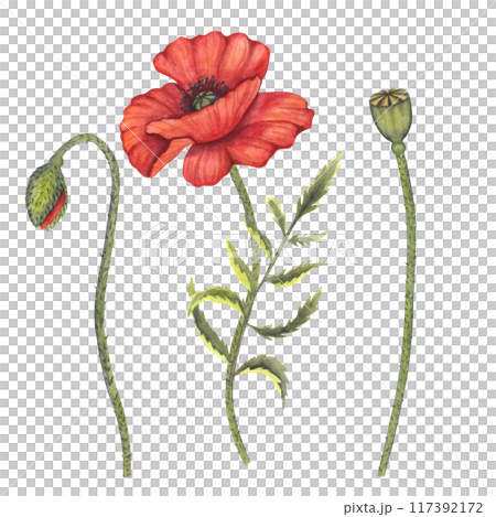 Red poppy flowers bunch, bud, stems. Memorial Day in USA, Anzac Day in Australia. Remember and honor. Meadow wild blossom, field blooming. Hand drawn watercolor illustration isolated background Red poppy flowers bunch, bud, stems. Memorial Day in USA, Anzac Day in Australia. Remember and honor. Meadow wild blossom, field blooming. Hand drawn watercolor illustration isolated background 117392172