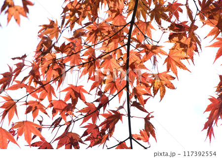 紅葉 117392554