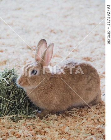 どうぶつとみんなのいえのウサギ 117392793