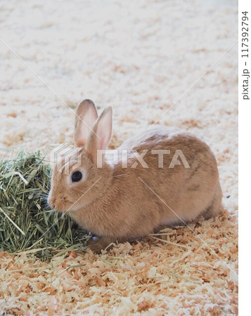 どうぶつとみんなのいえのウサギ 117392794