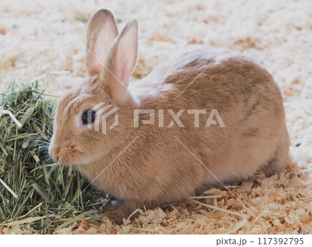 どうぶつとみんなのいえのウサギ どうぶつとみんなのいえのウサギ 117392795
