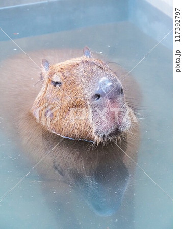 どうぶつとみんなのいえのカピバラ 117392797