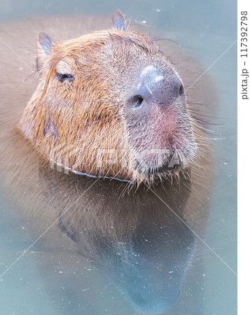どうぶつとみんなのいえのカピバラ 117392798