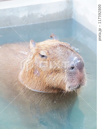 どうぶつとみんなのいえのカピバラ どうぶつとみんなのいえのカピバラ 117392800