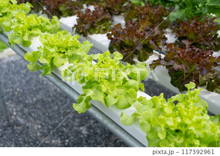 hydroponic salad farm grows leafy greens using a soilless system. Nutrient-rich water feeds the plants, ensuring faster growth and higher yields. The controlled environment produces fresh, clean 117392961