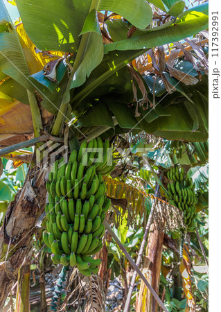 Banana growing at the Banana Route - Madalena do Mar on the island of Madeira 117392991