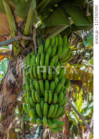 Banana growing at the Banana Route - Madalena do Mar on the island of Madeira Banana growing at the Banana Route - Madalena do Mar on the island of Madeira 117392992