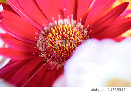 色とりどりの花を浮かべた花手水 117393194