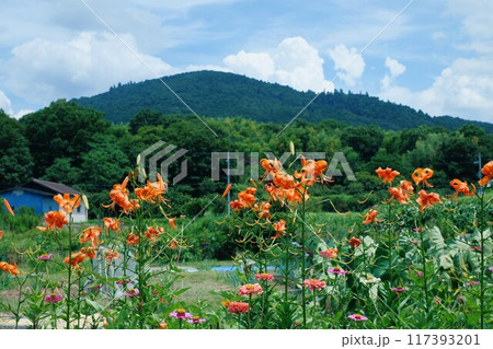 里山に咲くオニユリ 117393201