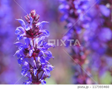 サルビアの花のクローズアップ サルビアの花のクローズアップ 117393460