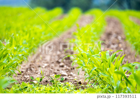 Fresh spring corn plants on field 117393511