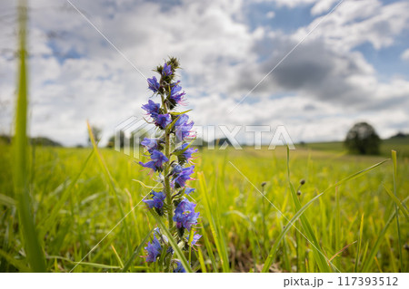 Viper's bugloss flower on field, Czechia, Europe 117393512