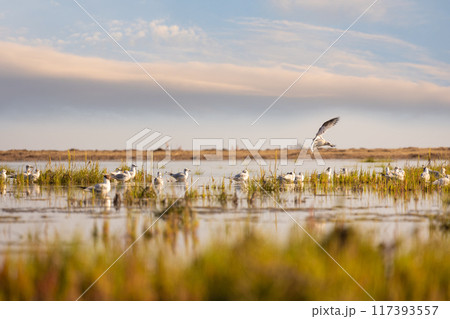 Seagulls on sea shore with evening sky on background 117393557