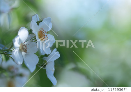 白い花 白い花 117393674