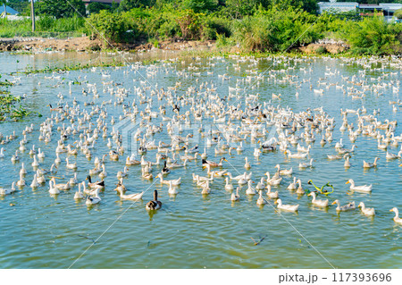 Duck farm. 117393696