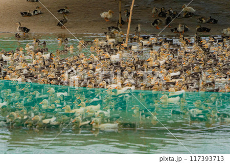 Duck farm. 117393713