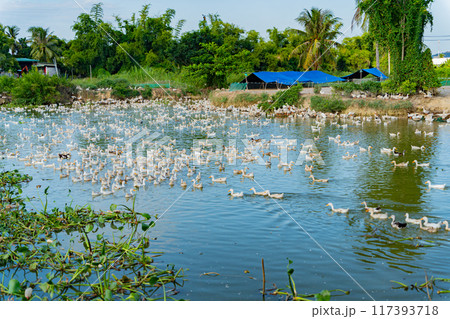 Duck farm. Duck farm. 117393718