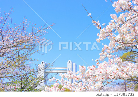 春の愛知県名古屋市、満開の桜と名古屋国際会議場の風景 春の愛知県名古屋市、満開の桜と名古屋国際会議場の風景 117393732