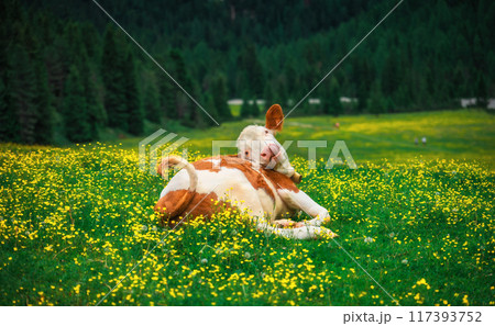Funny cow lying on green meadow with yellow flowers 117393752