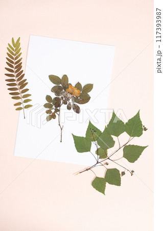 Collection of dried plants, herbarium top view 117393987