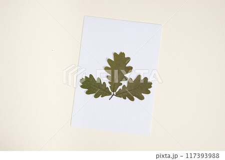 Dried oak branch herbarium on white beige background top view 117393988