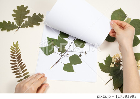 Hands holding a dried birch leaves making a herbarium Hands holding a dried birch leaves making a herbarium 117393995