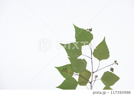 Dried birch tree leaves, herbarium on white background, top view Dried birch tree leaves, herbarium on white background, top view 117393996