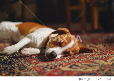 部屋で寝そべっている犬 部屋で寝そべっている犬 117394008