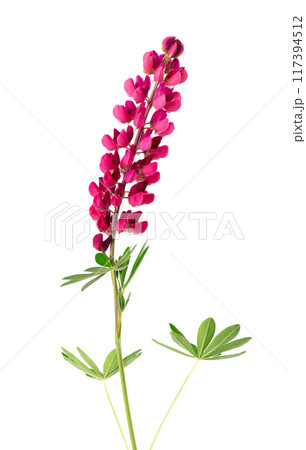 Red lupine flower isolated on white background. Bunch of colorful lupines, spring flower. 117394512
