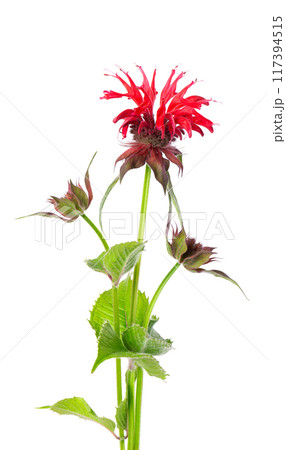 Monarda flower isolated on a white background. Bergamot flower. Oswego tea, scarlet beebalm. Monarda flower isolated on a white background. Bergamot flower. Oswego tea, scarlet beebalm. 117394515
